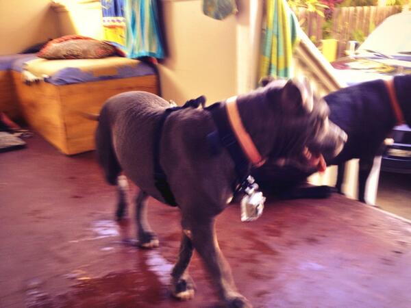 Dog_Cam_Mount's tweet image. #muttmount off for another #AdventureSul #gopromount #hunting #duckdynasty  #dogstheirsecretlives #puppylove #hero