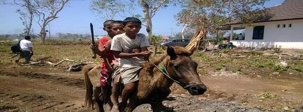 hariankompas's tweet photo. #EkspedisiSabangMerauke: Masih ada anak - anak di Pulau Moa yang naik kuda untuk bepergian ke ladang. #Maluku http://t.co/wbUnlop010