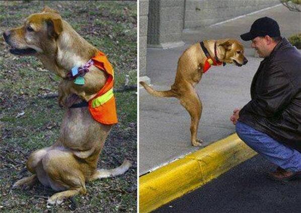 Deze hond is toen die klein was mishandeld...  Retweet = Respect
