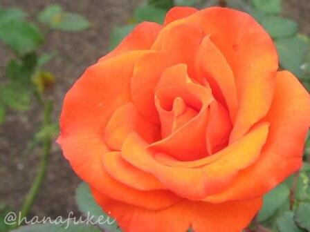 hanafukei's tweet photo. バラ（テキーラ）　撮影地：新潟県 国営越後丘陵公園　#rose #Tequila #flower #バラ #花 https://t.co/q93N6JVwwP