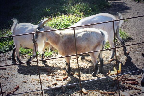 WrightFamFarm's tweet photo. Don't forget to feed the goats on your way through the barnyard! #farm #family #fun http://t.co/yItasXojNC