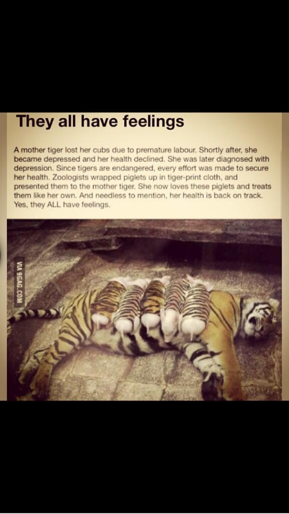 ISF_GCC's tweet image. They all have feelings #isfcommcrew