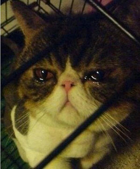 liemsaluy's tweet photo. Cat ces yum............☹☹☹☹ http://t.co/2Mr8g20TFU