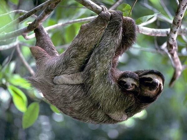 unep_espanol's tweet photo. RT @Ecodiversa: ¡Mucho mas bellos en libertad! Disfrutalos al natural #FaunaSilvestreVenezolana  http://t.co/SsRey25PBE  #DMMA2014