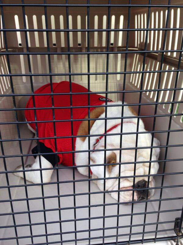 illwillstilwill's tweet photo. “@BD_illustrated: WAY too early for this pup!!
#UGA http://t.co/Pc25xdOafg”.....my life in a nutshell