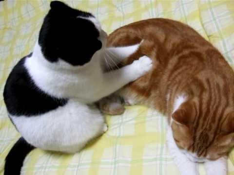 猫好きの為の猫BOT (@nyan_neko_bot) on Twitter photo 