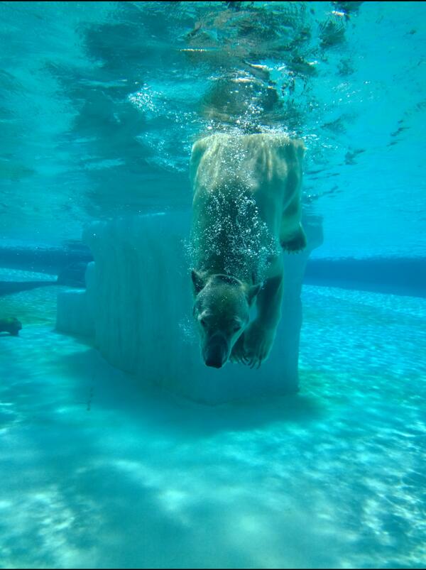 starwalker82's tweet photo. The first tropic-born polar bear Inuka, enjoying his swim in Singapore Zoo. Shot with Lumia 1020 #1020MobilePhotoDay http://t.co/4WmHd7U81E