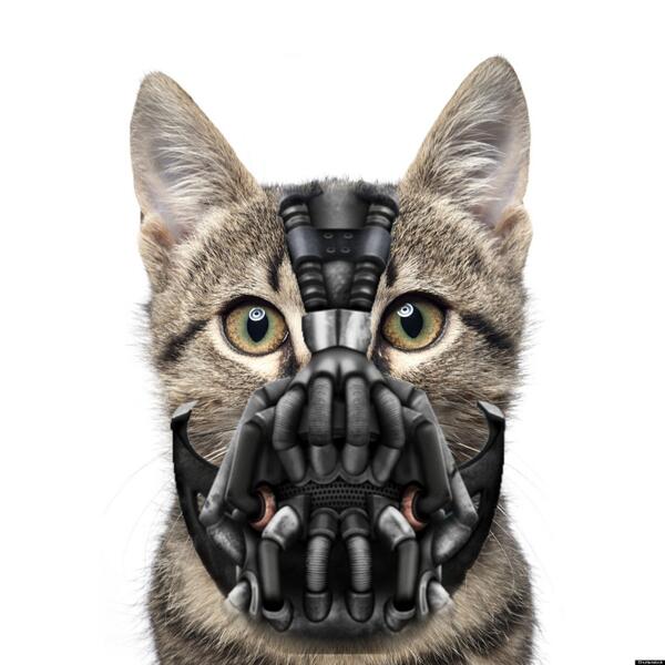 Famous Cats tweet media