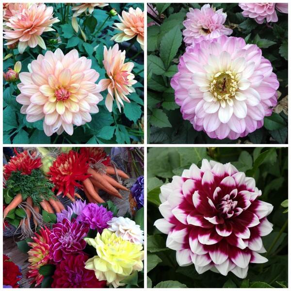 Reportage @Orticolario 2013 a breve su News-Eventicomo.it