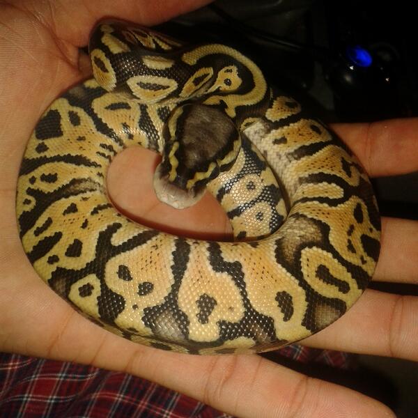 BetteryetC's tweet image. My Nigga #babypython