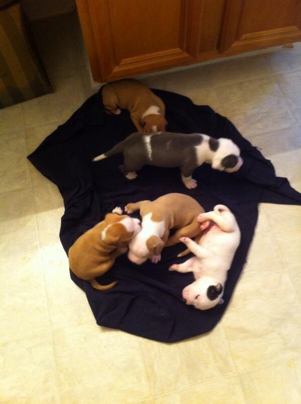 TheQuoteChaser's tweet photo. Baby Pittbulls going for the low. Inbox me for info... http://t.co/SjPOJuM9LM