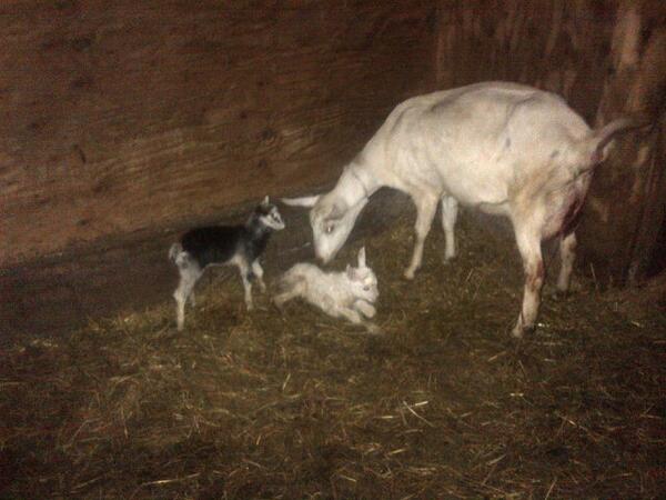 bishopgatefarm's tweet photo. Its kidding season again! #dairygoat http://t.co/cYMkNXQr5H
