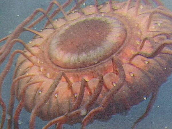 沼津港深海水族館 Twitterren 形は崩れてしまったが 水深350mからは ムラサキカムリクラゲが上がった かなり毒々しい Http T Co Rryqz2mc65