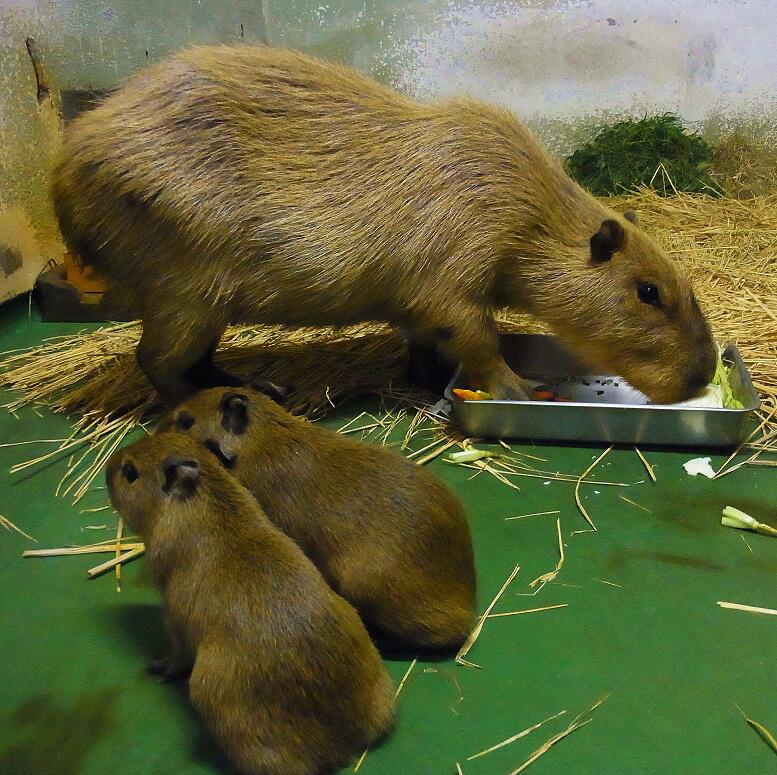 上野動物園 公式 赤ちゃんが生まれました 10月5日 土 カピバラのルナが2頭の赤ちゃんを出産しました ルナ初めての出産ですが しっかり子育てしています 小さくてもちゃんとカピバラですね 公開まで しばらくお待ちください 写真は6日 上野動物園 公式 赤ちゃんが生まれました 10月5日 土 カピバラのルナが2頭の赤ちゃんを出産しました ルナ初めての出産ですが しっかり子育てしています 小さくてもちゃんとカピバラですね 公開まで しばらくお待ちください 写真は6日