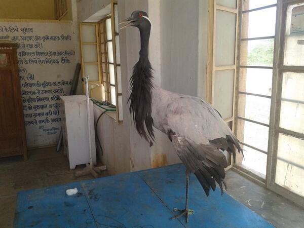 Embedded image permalink