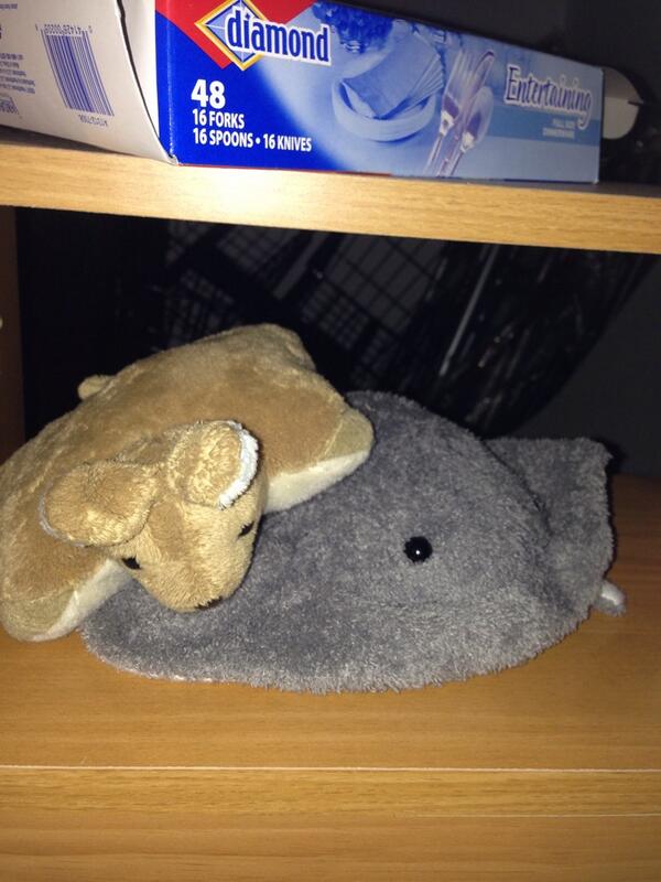 cheddarcheeseee's tweet photo. Sleepytime with Ray http://t.co/a2RDMGrmr7