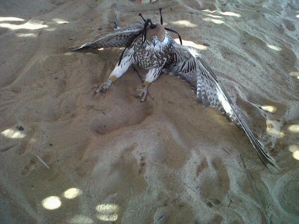 حر تام بالشعلان اﻻن 
ربي يبارك للراعيه 
عند ماجد حماد سلطان
صوره رقم 1
<a href="/Falconsgroob/">صقاقير تويتر</a> <a href="/vip__801/">عازمـي يـعـيـن ابـوي</a>  
@RM_Alz3eeem