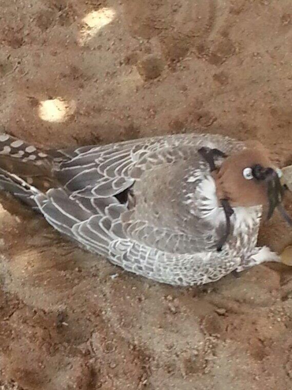 طرح حرتام الان في الشعلان
 عند محمد المري و مساعد سلطان
الطير له صوره كثيره 2
<a href="/Falconsgroob/">صقاقير تويتر</a> @RM_Alz3eeem  <a href="/vip__801/">عازمـي يـعـيـن ابـوي</a>