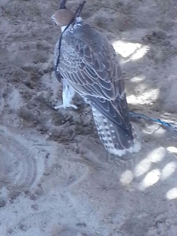 حر الشعلان عند محمد المري ومساعد سلطان
ما شاء الله تبارك 
<a href="/Falconsgroob/">صقاقير تويتر</a> @RM_Alz3eeem  <a href="/vip__801/">عازمـي يـعـيـن ابـوي</a>