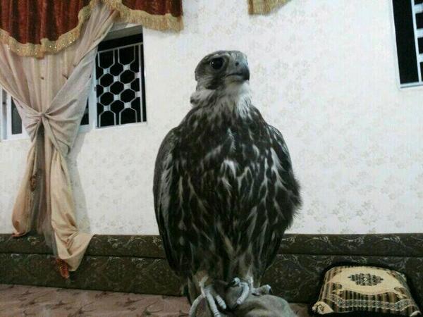 طرح الجفر اﻻن في الاردن 
<a href="/Falconsgroob/">صقاقير تويتر</a> @RM_Alz3eeem  <a href="/vip__801/">عازمـي يـعـيـن ابـوي</a>