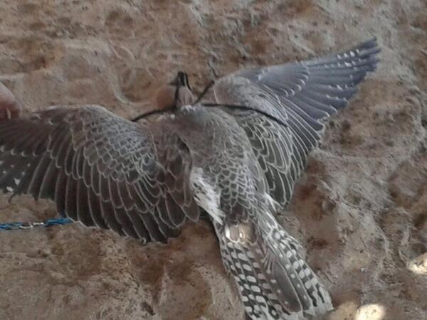 طير الشعﻻن 
<a href="/Falconsgroob/">صقاقير تويتر</a> @RM_Alz3eeem <a href="/vip__801/">عازمـي يـعـيـن ابـوي</a>  @