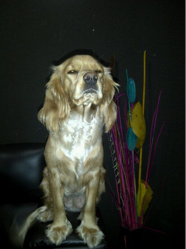 Gitan0_'s tweet photo. Como has crecidoooo hermosaa luna http://t.co/PyB6skKCta