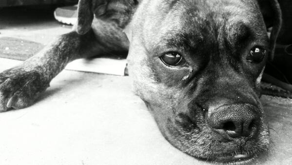 Can't get enough of boxer dogs. They are so lovely!! #dogs #boxers #boxerdogs #love #art #beautiful