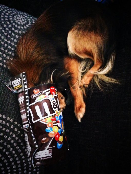 Karma from greed. Put your head in my M&amp;M packet &amp; you will get it stuck &amp; I will laugh as you roll around<a href="/tag/chihuahua"class="tags"><span>#chihuahua</span></a><a href="/tag/onesielove"class="tags"><span>#onesielove</span></a>