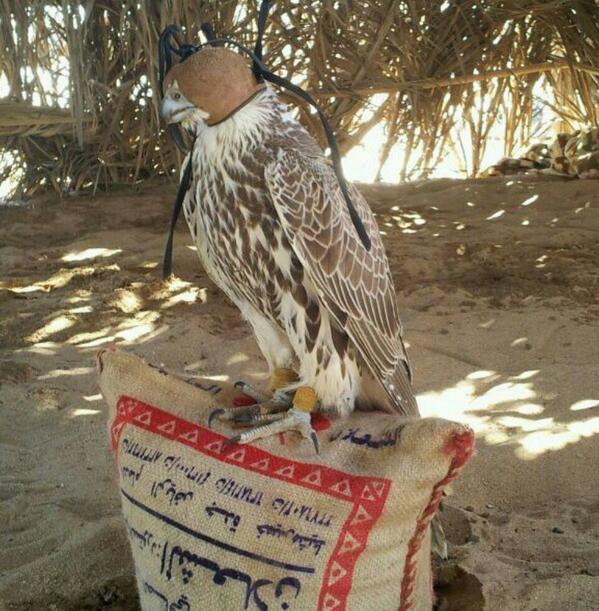 صوره جديده لطير الشعﻻن ربي يبارك لهم ويرزقهم من واسع فضله 
<a href="/Falconsgroob/">صقاقير تويتر</a> @RM_Alz3eeem <a href="/vip__801/">عازمـي يـعـيـن ابـوي</a>