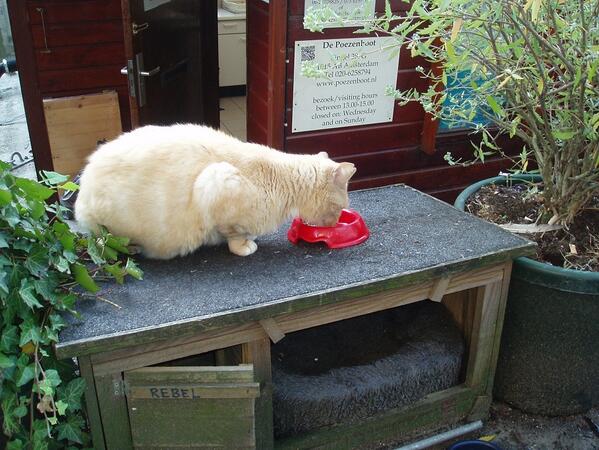 depoezenboot's tweet image. #grachtencode @depoezenboot Singel 38.G Dit is Rebel boven op zijn huisje. Je mag bij hem binnen koekeloeren: code!