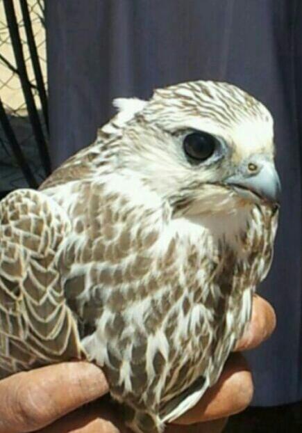 صورة وجه طير الشعﻻن 
ما شاء الله تبارك الله 
وجه السعد 
<a href="/Falconsgroob/">صقاقير تويتر</a> @RM_Alz3eeem <a href="/vip__801/">عازمـي يـعـيـن ابـوي</a>