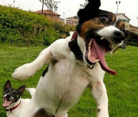 _hidog's tweet image. ตอนเอาผลสอบให้แม่ดู รู้สึกตัวอีกทีหน้าก็เป็นงี้