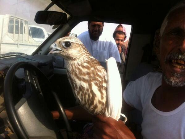 طير الشعيبه 
 عند دخيل الله المطرفي 
حر الشعيبه