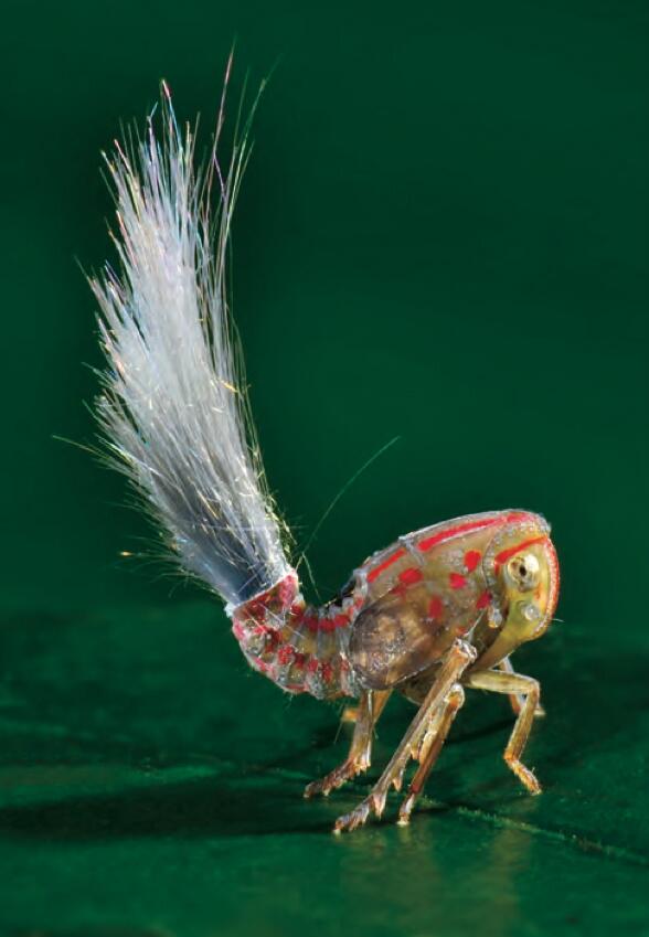 saitamakita's tweet photo. 南米スリナムで発見された摩訶不思議な新種の昆虫Juvenile hopper。バッタのようにジャンプするそうです　 http://t.co/xiuhZZD1aI