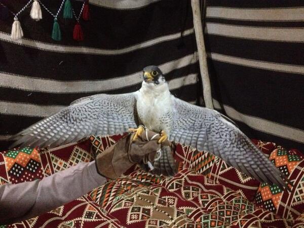 تم بيع مثلوثة الحماد المطروحه الصباح بسعر 4500 الف ريال 
الله يبارك لهم 
<a href="/Falconsgroob/">صقاقير تويتر</a> @RM_Alz3eeem <a href="/vip__801/">عازمـي يـعـيـن ابـوي</a>