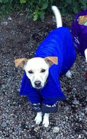 jesrwilb's tweet image. @oiselle #marathonmadness Dog walks with my pup, Vera. And reading a good book (#oncearunner or #againtocarthage)!