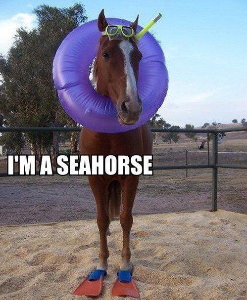 Are we all sea horses?? @messinmypants @Matthodder138 @TazminWilson @ameliatank @Faybag