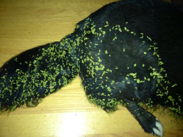 CindyB1017's tweet image. Oh boy. This is gonna be fun. #SoNotFun