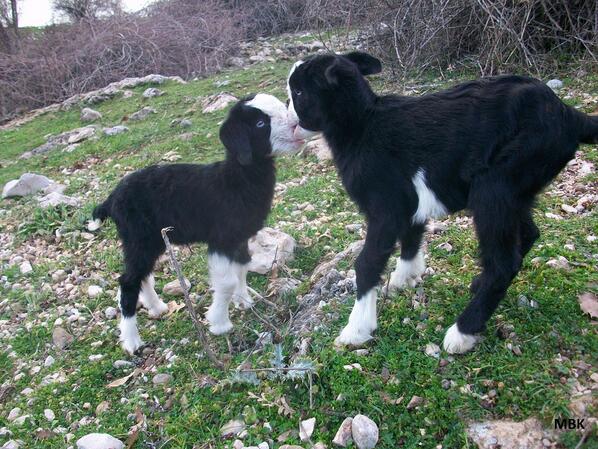 BUYUKKAFALI's tweet photo. GÜNAYDIN http://t.co/g8MZdDcNiC