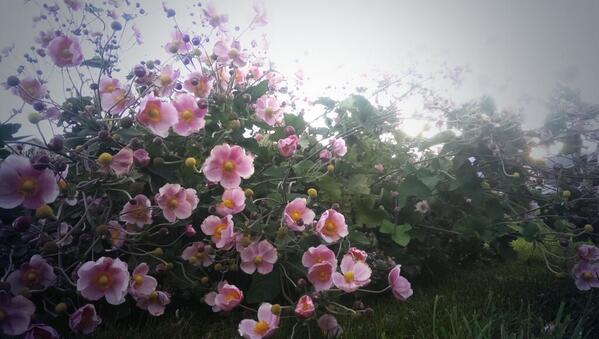 UtahGardenGirl's tweet photo. September can be so charming.  ;-) http://t.co/uPPbmh2811