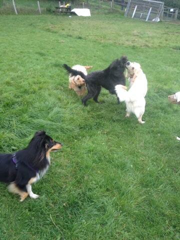 JuliaAdams2017's tweet photo. Off lead time at puppy class! http://t.co/BdDGbSc4fC