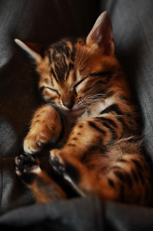 animalspic's tweet photo. http://t.co/FbZ66iAvDt