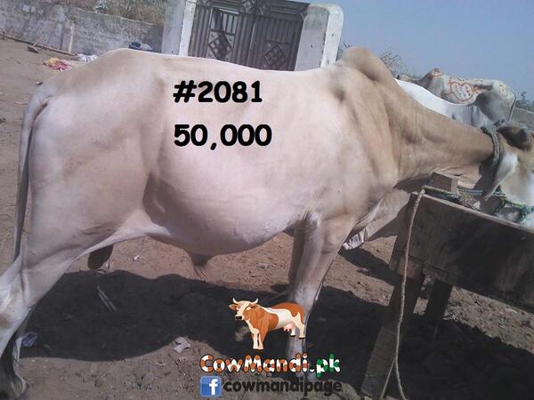 CowMandiPk's tweet photo. http://t.co/xtpOAKL9tj