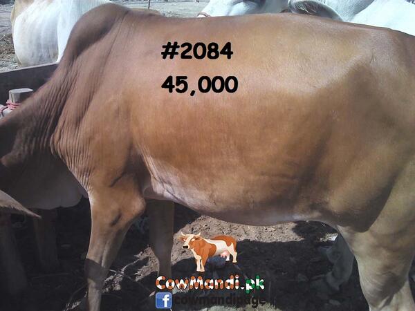 CowMandiPk's tweet photo. http://t.co/G2awfaAzZD