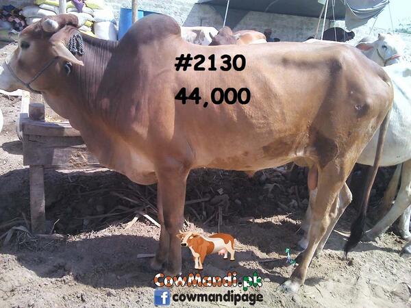 CowMandiPk's tweet photo. http://t.co/l71Le4HcAz