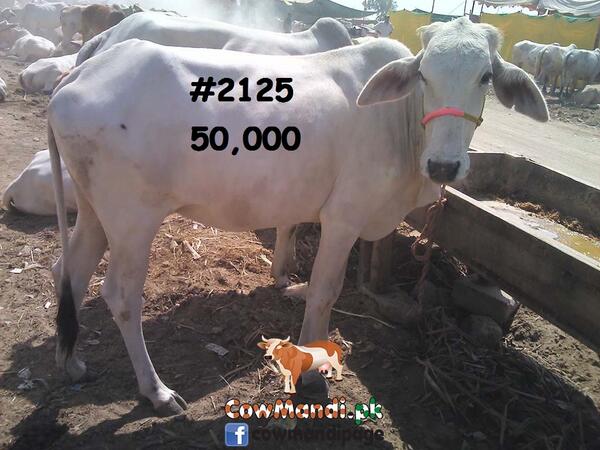 CowMandiPk's tweet photo. http://t.co/4CLgBkyTCZ