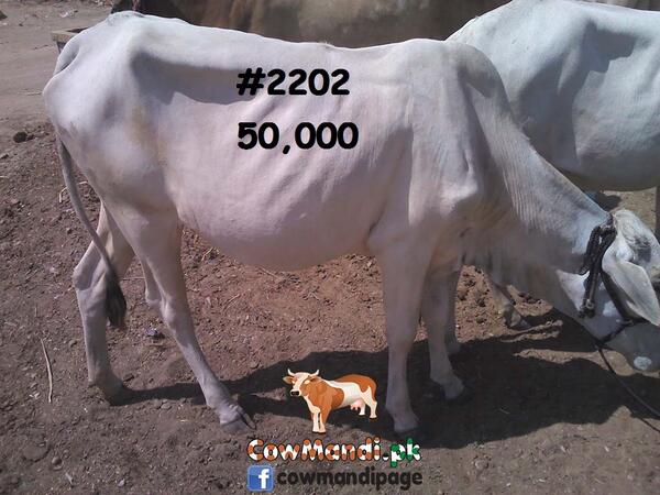 CowMandiPk's tweet photo. http://t.co/yu7V8iAKyI