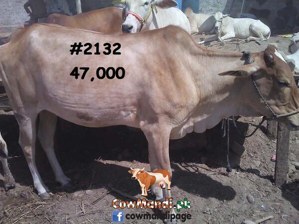 CowMandiPk's tweet photo. http://t.co/A3LyEasdiB