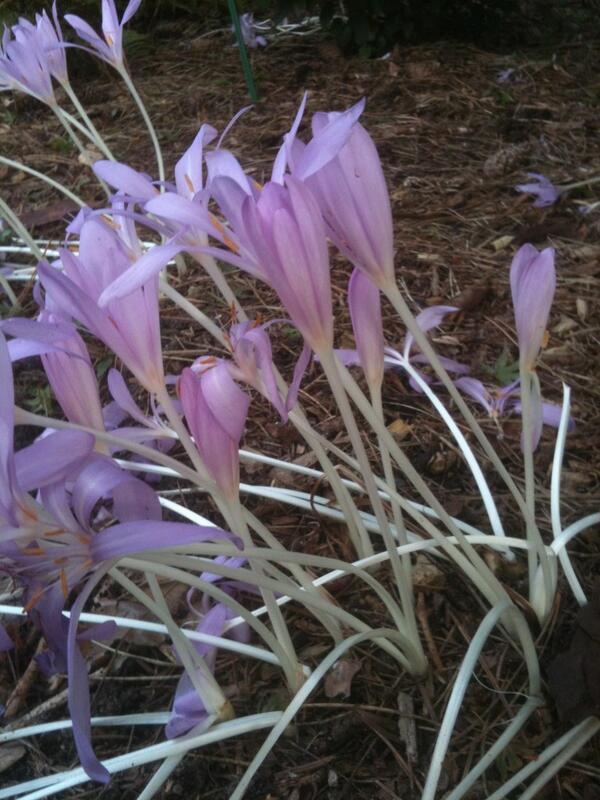 Colchicum autumnale
