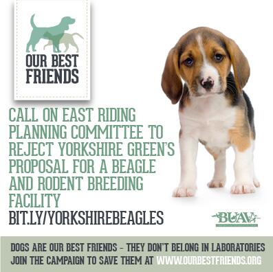 thebuav's tweet photo. Please sign and share our petition to save beagles from breeding farms: http://t.co/zDPZ6uDdfQ http://t.co/qXAZu5MYox